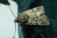 Polymixis lichenea