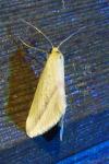 Rhodometra sacraria