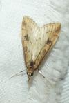Udea ferrugalis