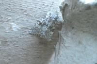 Polymixis flavicincta