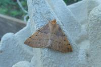 Colotois pennaria