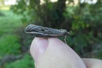 Chesias legatella