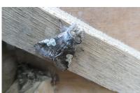 Diloba caeruleocephala