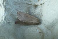 Mythimna unipuncta