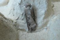 Agrotis ipsilon