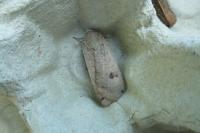 Noctua pronuba