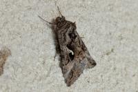 Autographa gamma