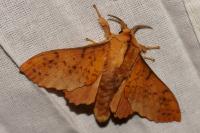 Gastropacha populifolia