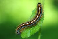 Malacosoma neustria