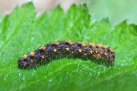 Parascotia fuliginaria