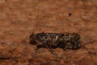 Acrolepia autumnitella