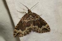 Lampropteryx suffumata