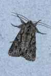 Xylocampa areola
