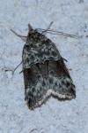 Nycteola siculana