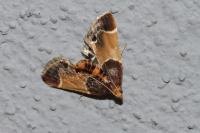Pyralis farinalis