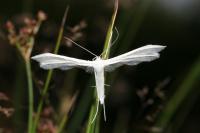 Pterophorus pentadactylus
