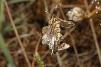 Pyropteron muscaeforme