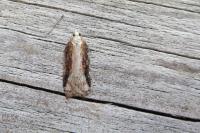 Acleris cristana