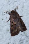 Orthosia gothica