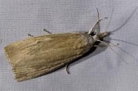 Calamotropha paludella