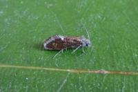 Dyseriocrania subpurpurella