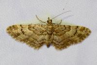 Gymnoscelis rufifasciata