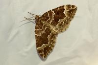 Lampropteryx suffumata