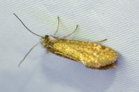 Dyseriocrania subpurpurella