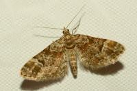 Gymnoscelis rufifasciata