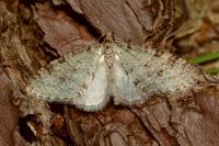 Trichopteryx carpinata