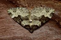 Xanthorhoe fluctuata