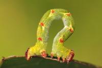 Cyclophora punctaria