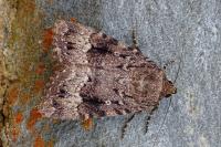Amphipyra berbera/pyramidea