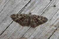 Eupithecia cocciferata