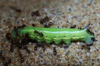 Macroglossum stellatarum