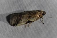 Acrobasis fallouella