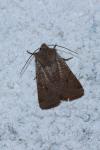Spudaea ruticilla