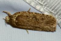 Agonopterix heracliana