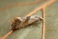 Cochylidia implicitana