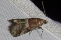 Acrobasis marmorea