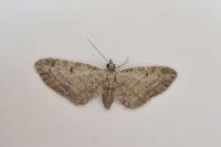 Eupithecia tenuiata