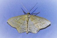 Scopula corrivalaria