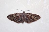 Eupithecia cocciferata