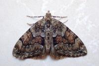 Thera britannica/obeliscata/variata