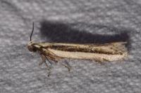 Mirificarma interrupta