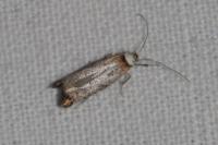 Pseudoswammerdamia combinella