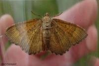 Camptogramma bilineata