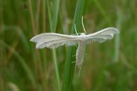 Pterophorus pentadactylus