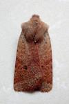 Spudaea ruticilla