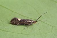 Esperia sulphurella